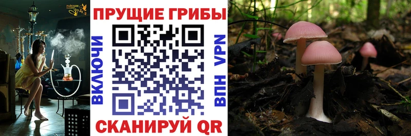 Галлюциногенные грибы MAGIC MUSHROOMS  Купить  Тольятти 
